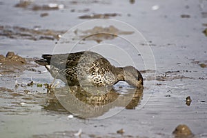 Common Teal - Anas crecca