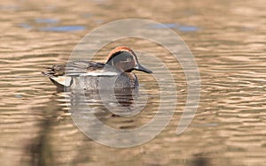 Common Teal, Teal, Anas crecca