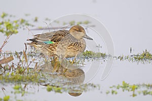 Common Teal , Anas crecca - Female