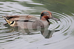 Common Teal Anas crecca 2