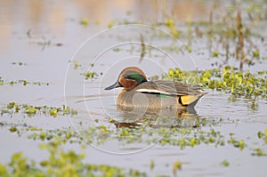 Common Teal , Anas crecca - Male