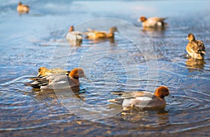 Common Teal or Eurasian Teal Anas crecca in Japan