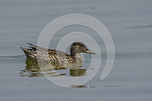 Common Teal Female Anas crecca Or Eurasian Teal Swimming In Water