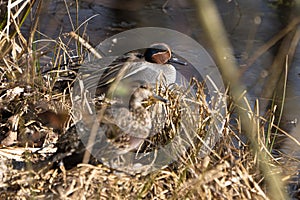 Common teal pair