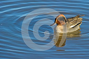 Common Teal on water photo