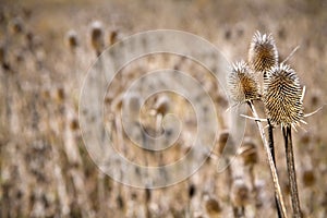 Common Teasel, Dipsacus fullonum