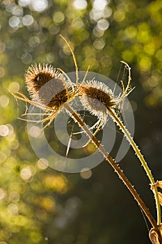 Common Teasel-Dipsacus fullonum
