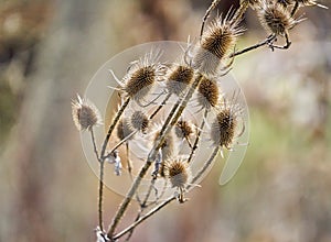 Common Teasel, Dipsacus fullonum, in backligh photo