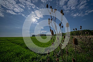Common Teasel,