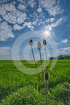Common Teasel