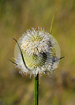 Common Teasel (Dipsacus fullonum) photo