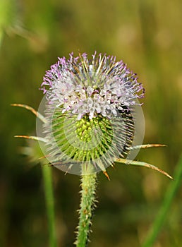 Common Teasel (Dipsacus fullonum)