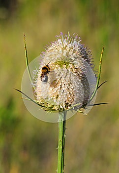 Common Teasel (Dipsacus fullonum) and Bumble bee. photo