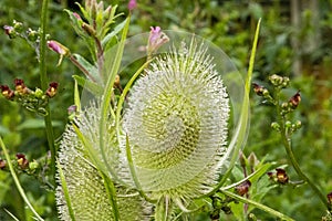 A Common Teasel - Dipsacus Fullonum - In Early Morning Light photo