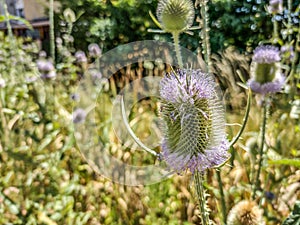 Common Teasel - Dipsacus fullonum - in the summer. Maramures county, Romania