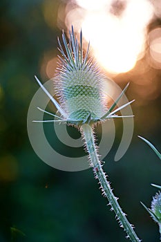 common teasel  in meadow close up
