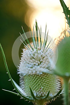 common teasel in  meadow close up