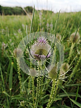Common teasel