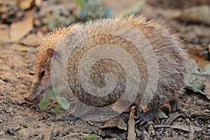Common tenrec