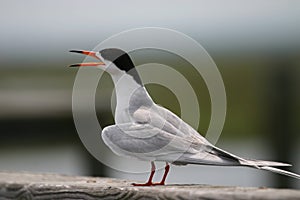 Common tern