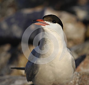 Common tern