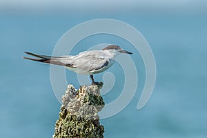 Common Tern