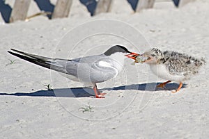 Common Tern Adult Feeding Chick