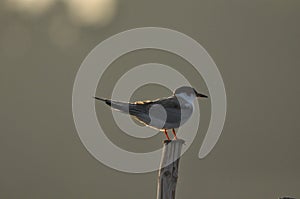 The Common Tern, an agile bird that hunts fish, with specimens sitting on poles sticking out of the lake