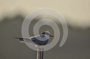 The Common Tern, an agile bird that hunts fish, with specimens sitting on poles sticking out of the lake