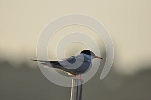 The Common Tern, an agile bird that hunts fish, with specimens sitting on poles sticking out of the lake