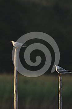 The Common Tern, an agile bird that hunts fish, with specimens sitting on poles sticking out of the lake