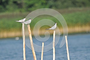 The Common Tern, an agile bird that hunts fish, with specimens sitting on poles sticking out of the lake