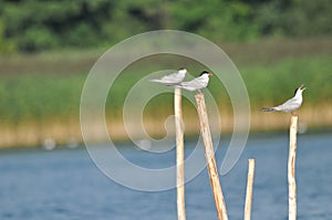 The Common Tern, an agile bird that hunts fish, with specimens sitting on poles sticking out of the lake