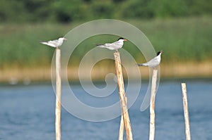 The Common Tern, an agile bird that hunts fish, with specimens sitting on poles sticking out of the lake