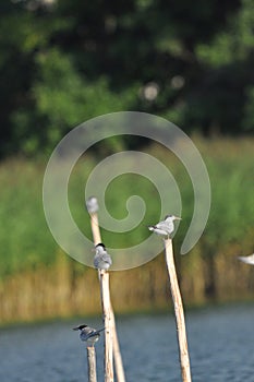 The Common Tern, an agile bird that hunts fish, with specimens sitting on poles sticking out of the lake