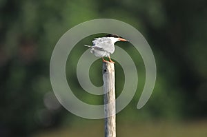 The Common Tern, an agile bird that hunts fish, with specimens sitting on poles sticking out of the lake