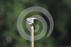 The Common Tern, an agile bird that hunts fish, with specimens sitting on poles sticking out of the lake