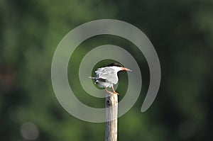 The Common Tern, an agile bird that hunts fish, with specimens sitting on poles sticking out of the lake
