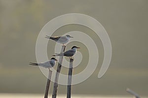 The Common Tern, an agile bird that hunts fish, with specimens sitting on poles sticking out of the lake photo
