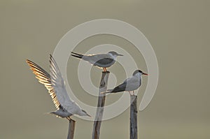 The Common Tern, an agile bird that hunts fish, with specimens sitting on poles sticking out of the lake photo