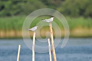 The Common Tern, an agile bird that hunts fish, with specimens sitting on poles sticking out of the lake photo