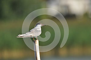 The Common Tern, an agile bird that hunts fish, with specimens sitting on poles sticking out of the lake photo