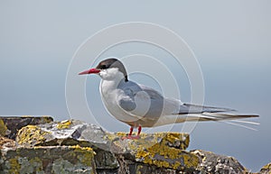 Common Tern or artic tern