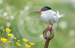 Common Tern or artic tern