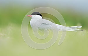 Common Tern or artic tern