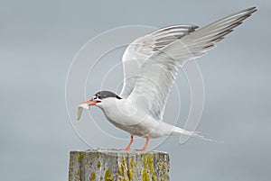 Common Tern, artic tern