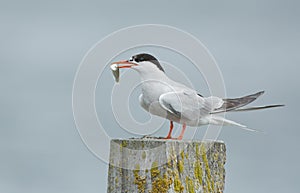 Common Tern, artic tern