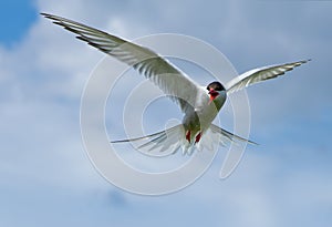 Common Tern or artic tern