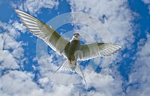 Common Tern or artic tern