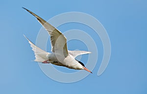 Common Tern or artic tern